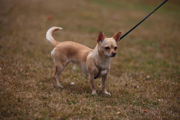 What Are the Future Technological Trends in the UK Automotive Industry?